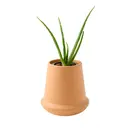 Modern Sprout Modern Terracotta Grow Kit Aloe Terracotta Back